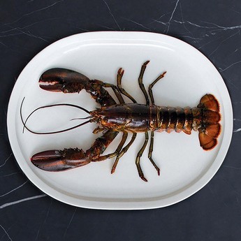 ������� Loveramics Er-go! 43cm Turkey Platter (White)