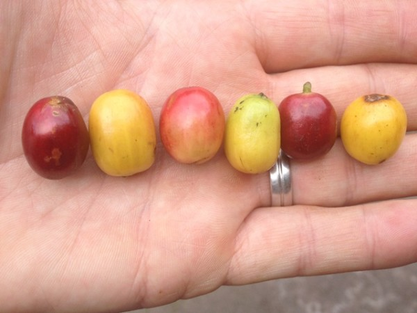 желтый марагоджип плоды дерева