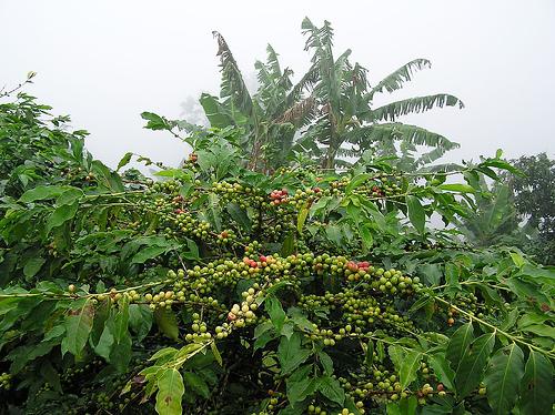 Зеленые плоды кофе сорта арабики каттура.